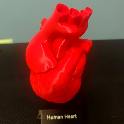3D printed human heart model 1:1 scale