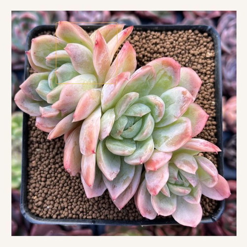 Rainbow Succulent Echeveria seeds, pack of 20
