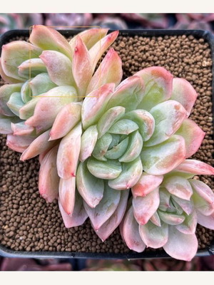Rainbow Succulent Echeveria seeds, pack of 20