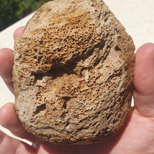Fossilized Oyster Ostrea soap dish new