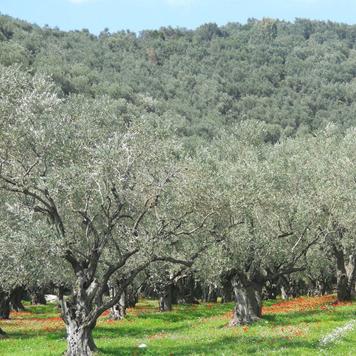 Agricultural land 10 stremmata with 150 strong olive trees in Messinia