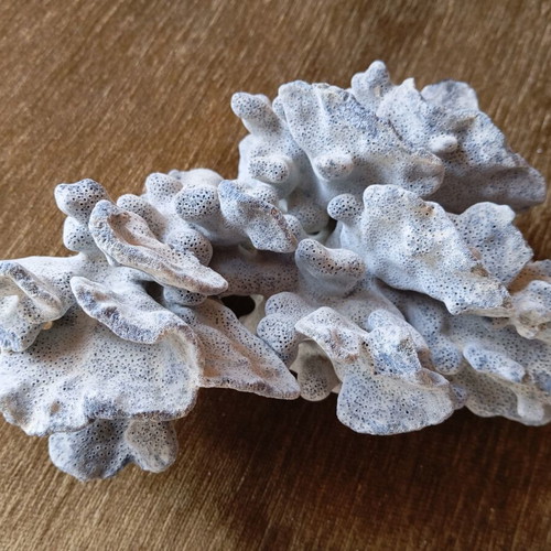 Natural coral used for summer decoration
