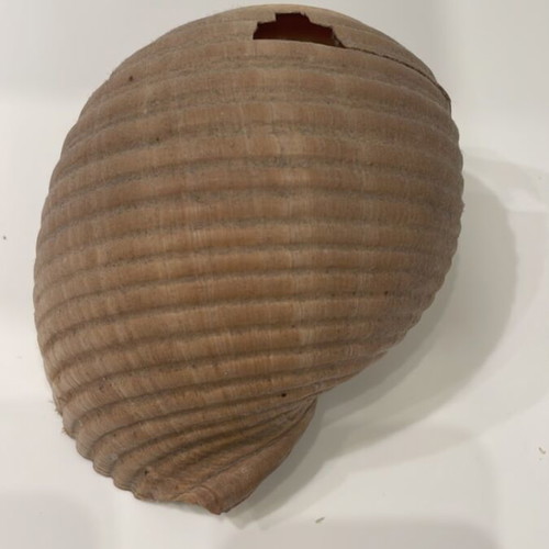 Tonna shell used, 10x13x15cm, with 2 holes