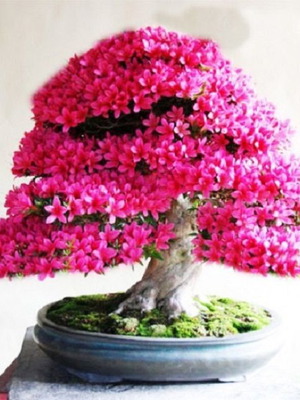 Japanese Pink Azalea Bonsai Rhododendron Seeds, pack of 20