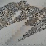  Γυναικεία μπλούζα με animal print -Size 1