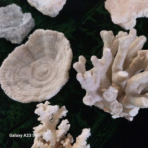 Coral and rock collection used, pack