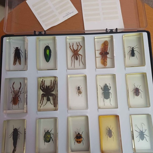 DeAGOSTINI complete insect collection, 85 insects