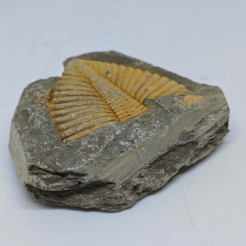 Trilobite Fossil in Natural Shale Rock like new