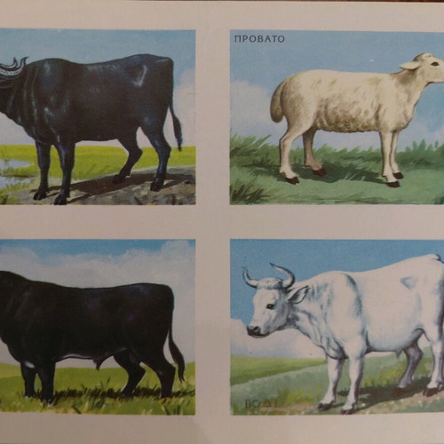 Collectible animal card by REKOU editions, 1960s, new