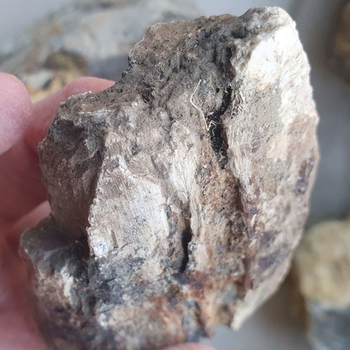 Petrified wood from Greece new