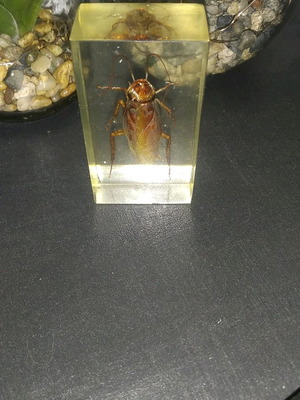 Decorative cockroach insect in glass used