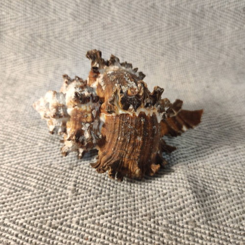 Seashell set like new, 4 pieces including starfish and Angel wings