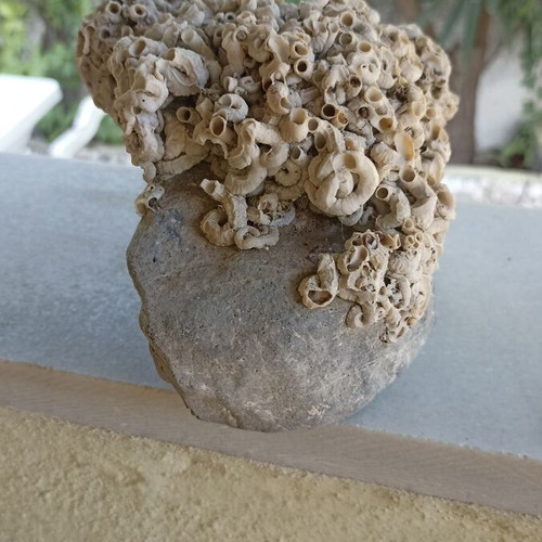 Large Collector's Marine Rock Rapiali 3+ Kg with Ficopomatus Colony