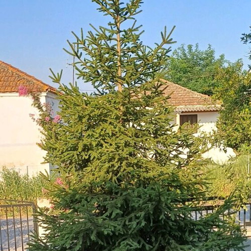Natural fir tree 5 meters new