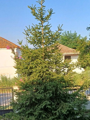 Natural fir tree 5 meters new