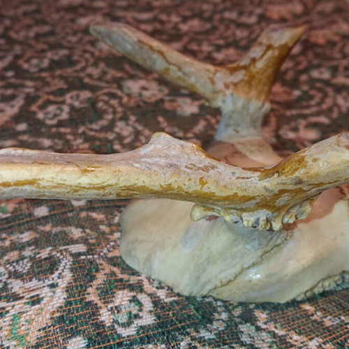 Northern Deer Trophy like new