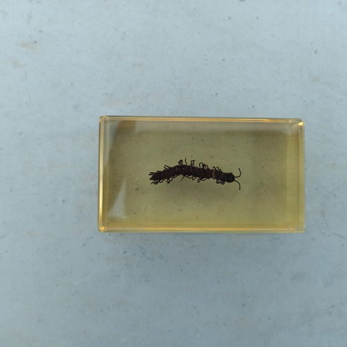 National Geographic Xystodesmidae Millipede with Book like new