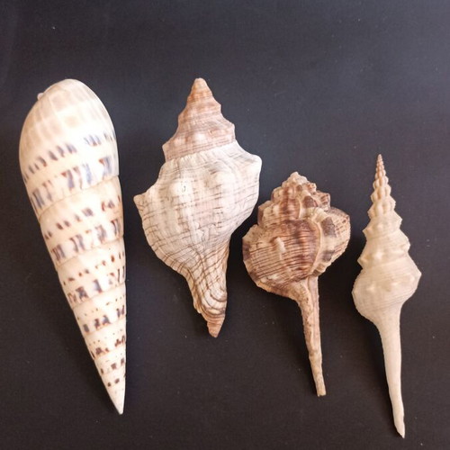 Collectible natural exotic seashells set of 4 pieces like new