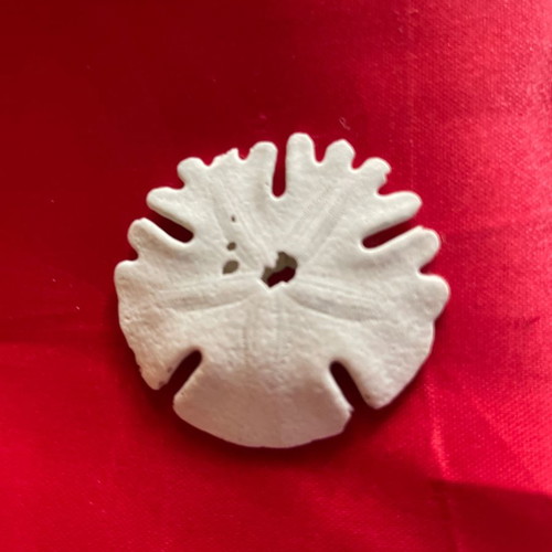 Silver Dollar shell new from Africa