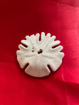 Silver Dollar shell new from Africa