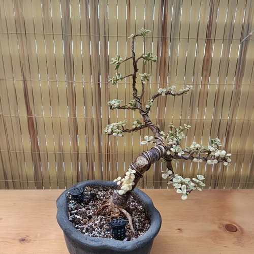 Portulacaria afra Variegated Bonsai new, 30 cm