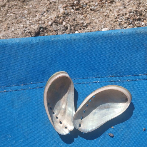 Seashells used, over 100, with seahorse and starfish