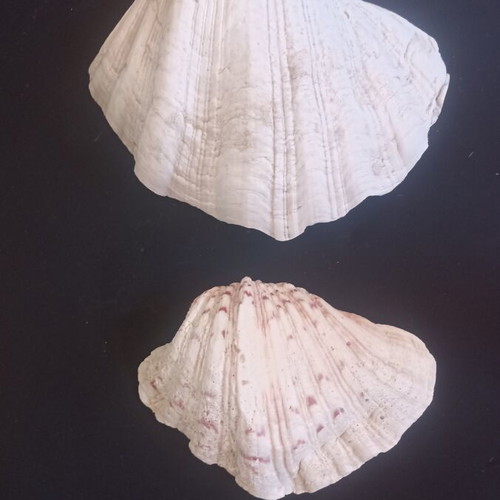 Set of 2 Decorative Natural Seashells Hippopus hippopus like new