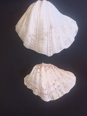 Set of 2 Decorative Natural Seashells Hippopus hippopus like new