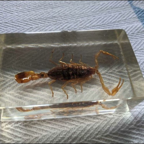 Scorpion in resin like new