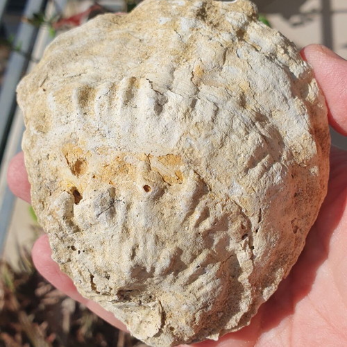 Fossilized Ostrea Oyster from East Attica, Pliocene Era