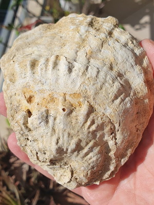 Fossilized Ostrea Oyster from East Attica, Pliocene Era