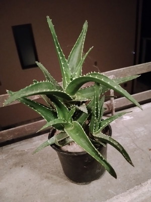 Φυτό σε γλάστρα Aloe vera και Aloe arborescens με πολλαπλά βλαστάρια