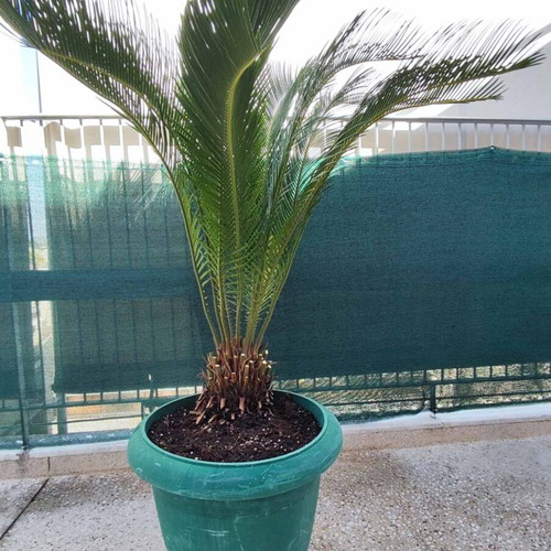 Cycas plant 20 years old, new, slow growing for balcony and garden