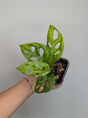 Monstera Adansonii Monkey plant new