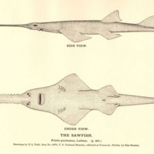 Sawfish rostrum used 93 cm