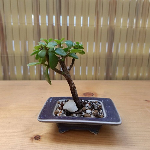 Portulacaria Afra Shohin Style 10cm new