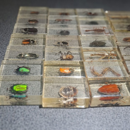 Insect and Arthropod Collection like new, 27 pieces in resin
