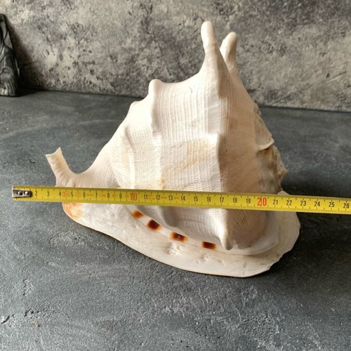 Large shell used