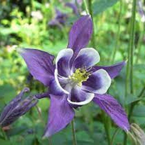 20 Aquilegia Vulgaris columbine flower seeds, perennial garden plant