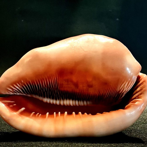 Cypraecassis rufa shell new, tropical bullmouth cameo specimen