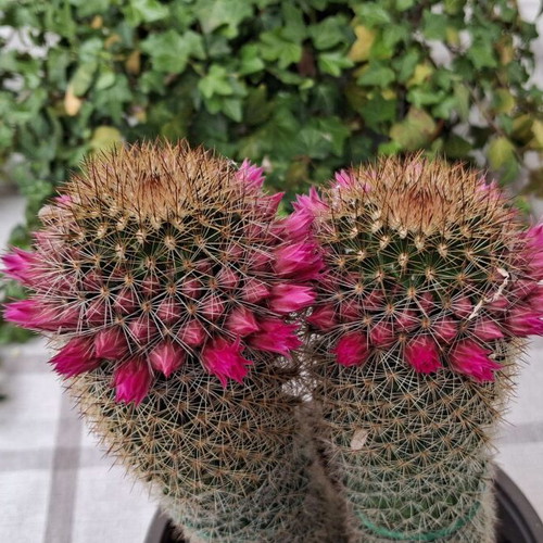 Cactus No.15 used, height 22 cm