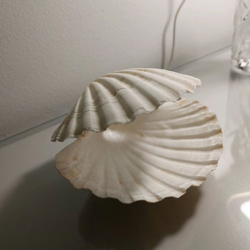 Decorative shell new, handmade with real shell