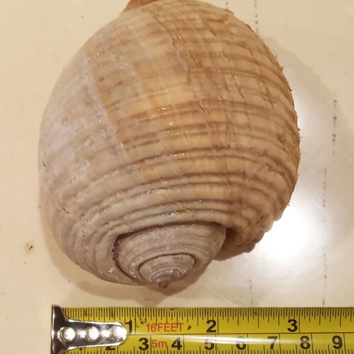 Tonna Galea shells or Bouhona, pack of 3, excellent condition