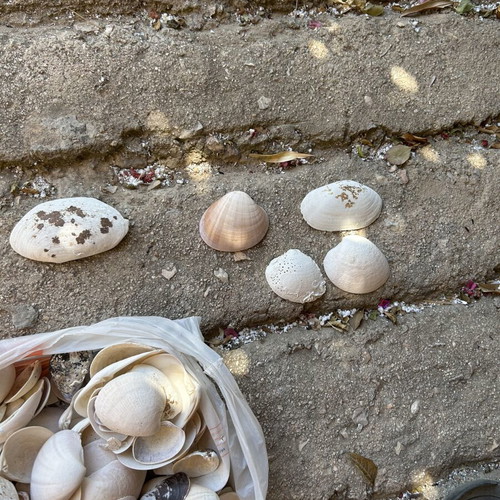 Seashells used