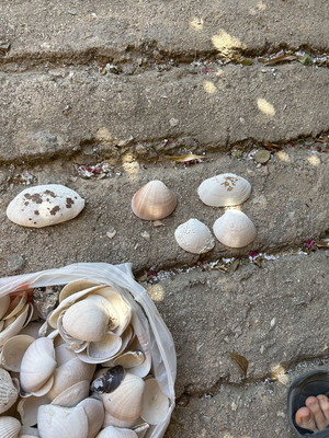 Seashells used