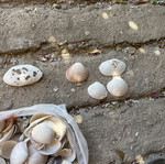 Seashells used
