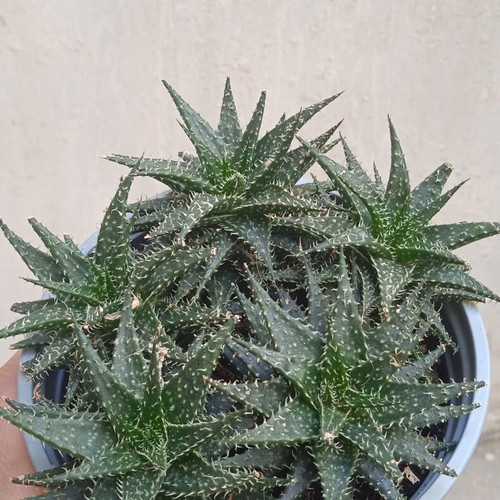 Aloe Humilis succulent in nursery pot
