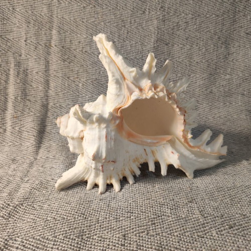 Murex seashell like new, 16x10x12 cm