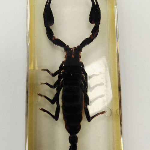 Deagostini insect collection used with plastic case
