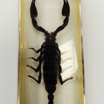 Deagostini insect collection used with plastic case